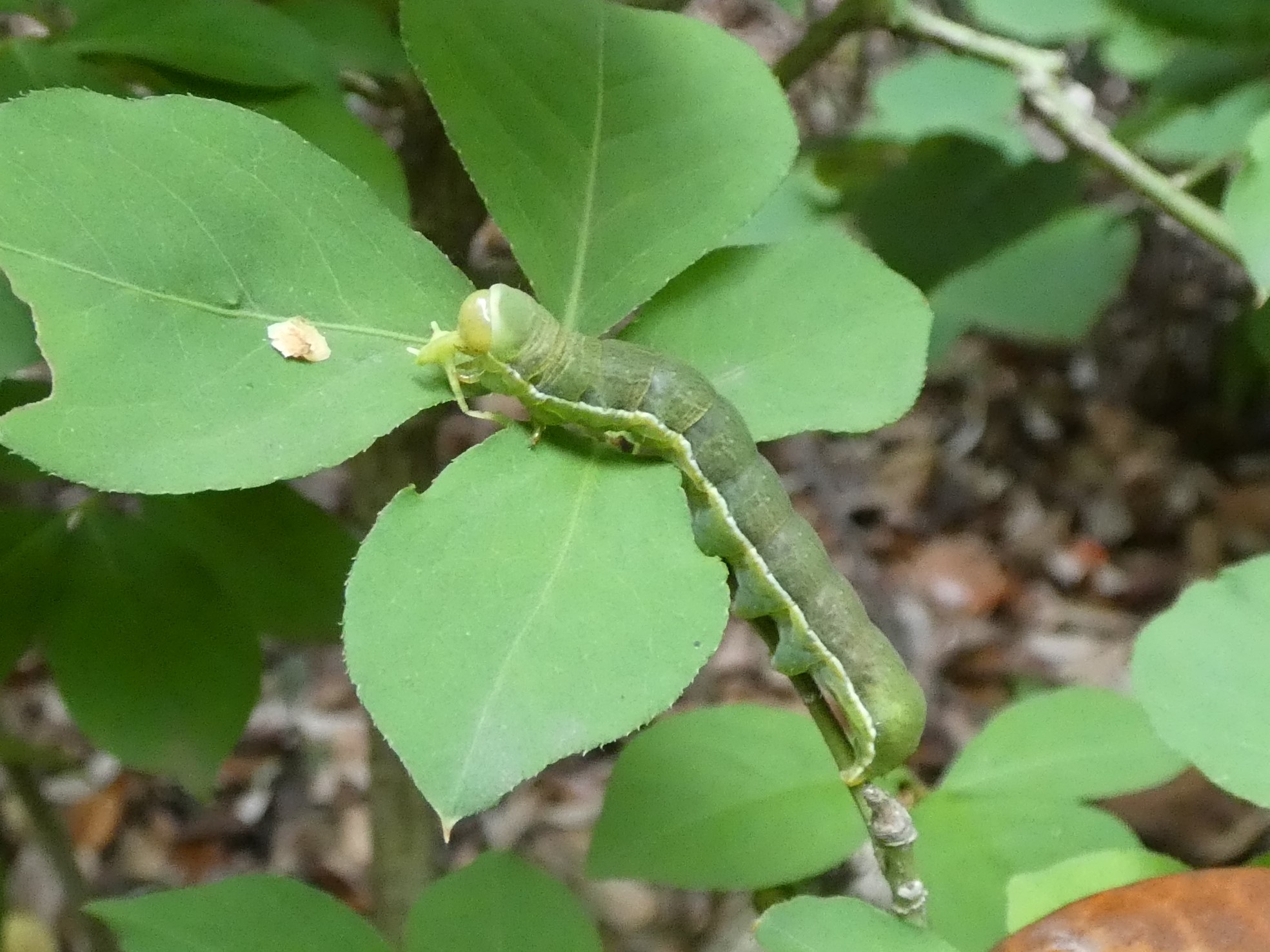 photo_1